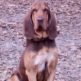 Bloodhounds and German Shepherds from Tousek Farms