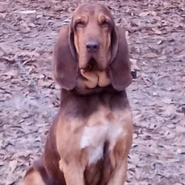 Bloodhounds and German Shepherds from Tousek Farms