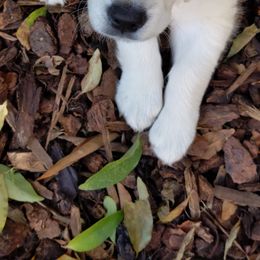 Golden Retriever Puppies from Cruz'n Golden Retrievers