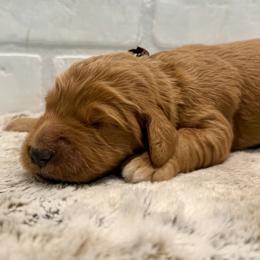 Brown Collar Boy - Red  male Goldendoodle puppy in San Augustine, Texas from Vintage Doodles