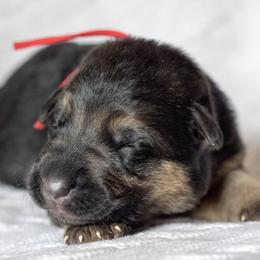 German Shepherd Puppies from Vom Haus Rabenstein