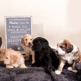 Bernedoodle Puppies from Sugarcreek Haven Bernedoodles