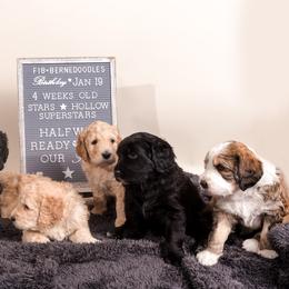 Bernedoodle Puppies from Sugarcreek Haven Bernedoodles