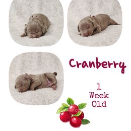 Cranberry - Silver gray female Weimaraner puppy in Ferrum, Virginia from LAAT Weims