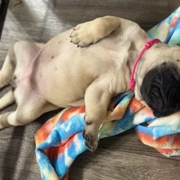 Bullmastiff Puppies from Ironward Bullmastiffs