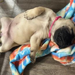 Bullmastiff Puppies from Ironward Bullmastiffs