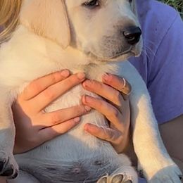 Boy 2 - male Labrador Retriever puppy in Earlham, Iowa from Family Labs