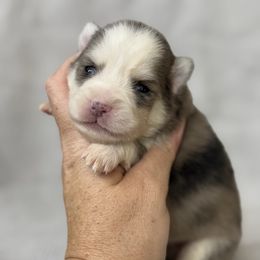 Tucker - Merle male Pomsky puppy in Casa Grande, Arizona from Arizonas Pomsky Squad