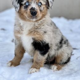 Miniature Australian Shepherd Puppies from Quartz Creek Aussies