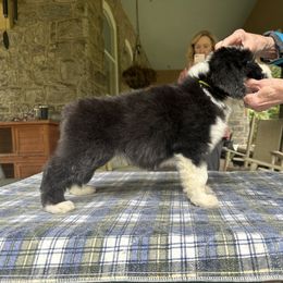 Bearded Collie and Border Collie Puppies from Beloved Bearded & Border Collies
