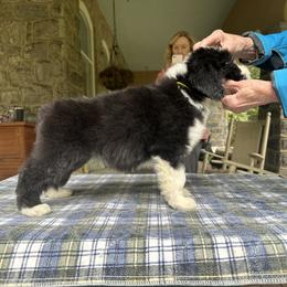 Bearded Collie and Border Collie Puppies from Beloved Bearded & Border Collies
