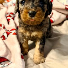 Chanel - Merle female Cavapoo puppy in Cameron, South Carolina from Sassy Sailor & Company