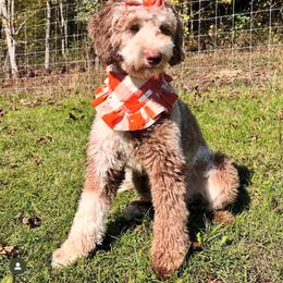 Esmee - Goldendoodle