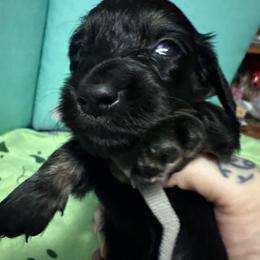 Gray boy - Black male Dachshund puppy in Live Oak, Florida from The Weenie Herd Mom