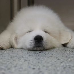 Great Pyrenees Puppies from Arnault Great Pyrenees