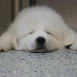 Great Pyrenees Puppies from Arnault Great Pyrenees