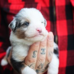 Edward - Blue merle male Miniature American Shepherd puppy in Battle Ground, Washington from Casita Miniature American Shepherds