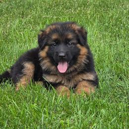 Girl 5 - Black and red female German Shepherd puppy in Sumner, Iowa from Vom Wilke Kennels