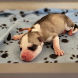 Siberian Husky Puppies from Phresh Pharm Husky Ranch