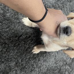 Labrador Retriever Puppies from No Boundaries Kennels