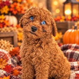 Ruby - Red  female Goldendoodle puppy in Naples, Florida from Goldendoodles Of Naples,INC