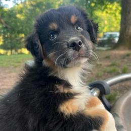 Sasha - Black tri-color female Australian Shepherd puppy in Scottsville, Virginia from Cedar Creek Aussies