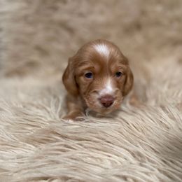 Roman-READY X-MAS WEEK - Red male Dachshund puppy in Purdy, Missouri from Shotgun Pups