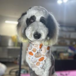 Pepper - Sheepadoodle