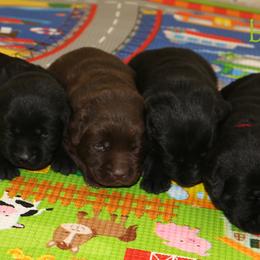 Labrador Retriever Puppies from Prebleridge Acres
