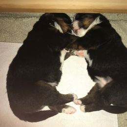 Bernese Mountain Dog Puppies from Locust Hill Berners