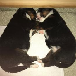 Bernese Mountain Dog Puppies from Locust Hill Berners