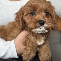 Sherry (female - blue collar) - Red female Cavapoo puppy in Gilbert, Arizona from Azteddybeardoodles