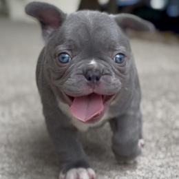 Maverick - Blue male French Bulldog puppy in Pine Township, Pennsylvania from BlueCairo Frenchies