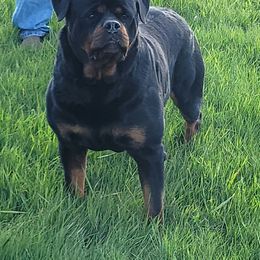 Gil - Rottweiler