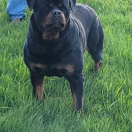Gil - Rottweiler