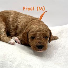 Frost (M) - Red  male Goldendoodle puppy in Lewisville, Texas from Zink Doodles