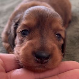 Dachshund Puppies from Lil Sausage Co