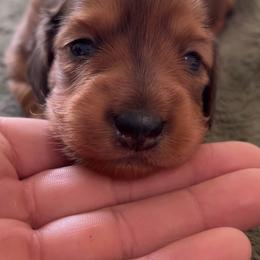 Dachshund Puppies from Lil Sausage Co