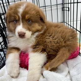 Denim - Red tri-color female Australian Shepherd puppy in Heber City, Utah from Junipersdoodles