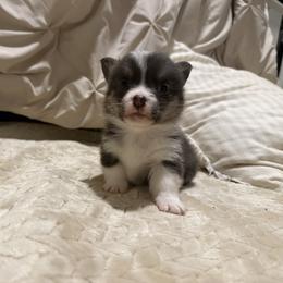 Poncho - Gray and white male American Corgi puppy in Decatur, Texas from Bar S Corgis