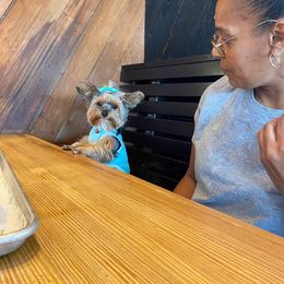 Yorkshire Terrier Puppies from Wendy's Yorkies