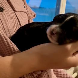 Marley - Tri-color male Bernedoodle puppy in Auburndale, Florida from Florida Mini Bernedoodles