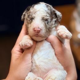 Lavender - Parti female Goldendoodle puppy in Macclenny, Florida from Baker County Goldendoodles