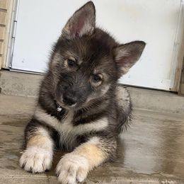Pomsky and Siberian Husky Puppies from Kristie’s Husky Haven