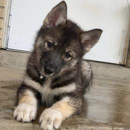 Pomsky and Siberian Husky Puppies from Kristie’s Husky Haven