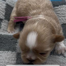 Pearl - pink collar - Cream and white female Shih Tzu puppy in Clarksburg, West Virginia from Pilgrim Shih tzu