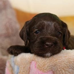 Cockapoo Puppies from JP Cockapoos LLC