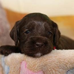 Cockapoo Puppies from JP Cockapoos LLC