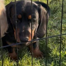 Black n tan girl - Black and tan female Dachshund puppy in Lubbock, Texas from It’s a Hot Mess