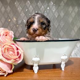 Murray - Merle male Bernedoodle puppy in Kilgore, Texas from Furry Tail Doodles